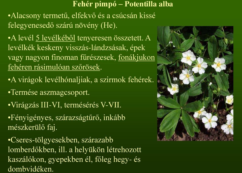 A levélkék keskeny visszás-lándzsásak, épek vagy nagyon finoman fűrészesek, fonákjukon fehéren rásimulóan szőrösek.