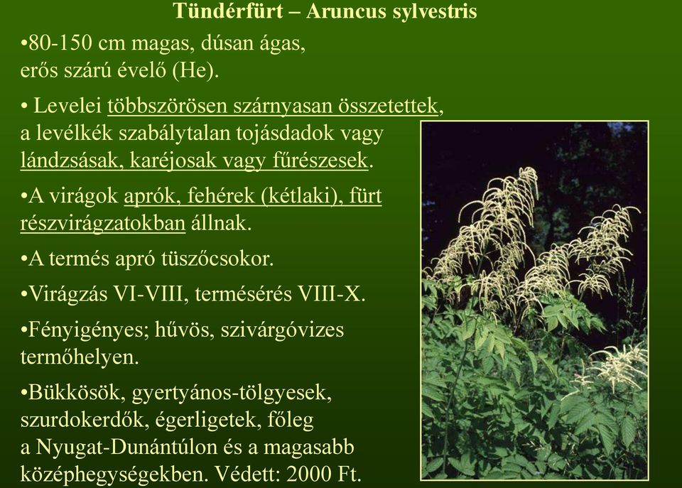 A virágok aprók, fehérek (kétlaki), fürt részvirágzatokban állnak. A termés apró tüszőcsokor. Virágzás VI-VIII, termésérés VIII-X.