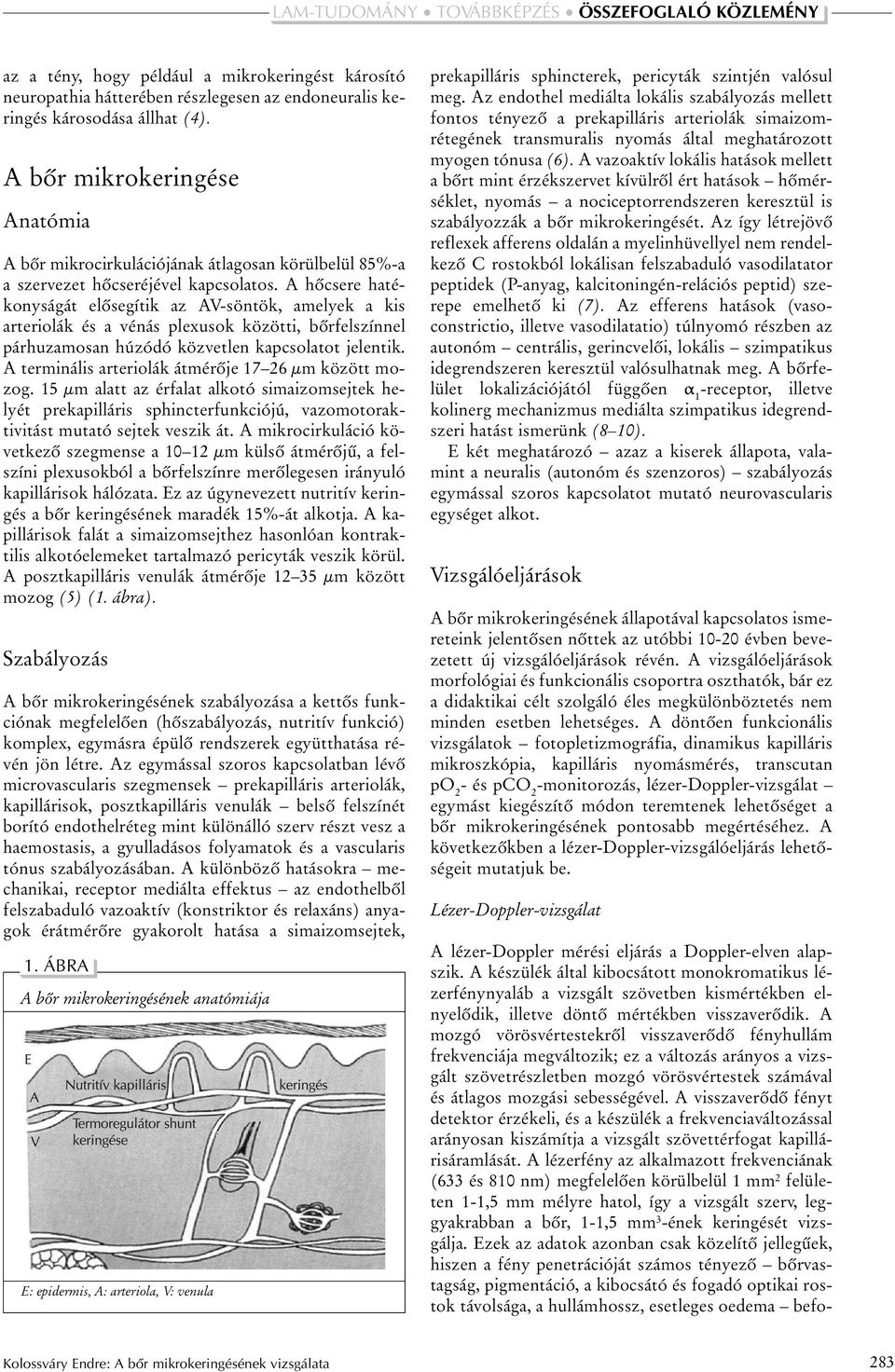 A hõcsere hatékonyságát elõsegítik az AV-söntök, amelyek a kis arteriolák és a vénás plexusok közötti, bõrfelszínnel párhuzamosan húzódó közvetlen kapcsolatot jelentik.