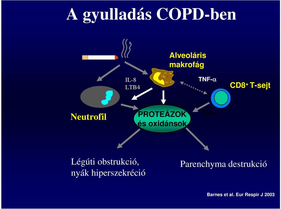 oxidánsok IFN-γ Légúti obstrukció, nyák