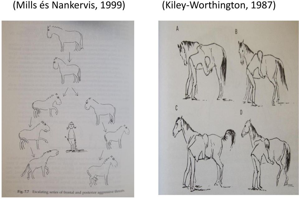 1999)
