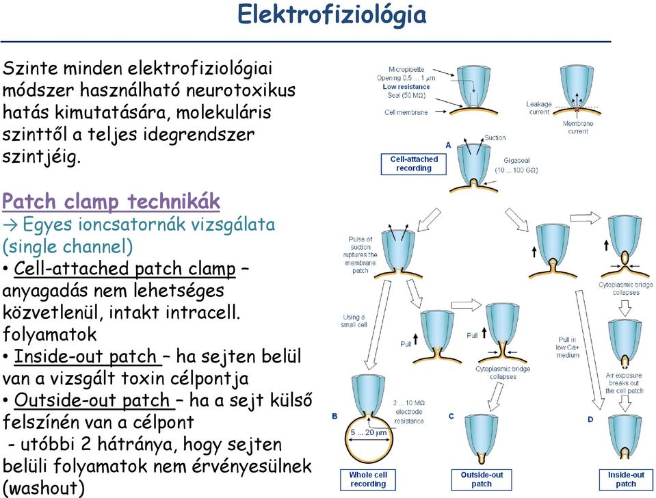 Patch clamp technikák Egyes ioncsatornák vizsgálata (single channel) Cell-attached patch clamp anyagadás nem lehetséges