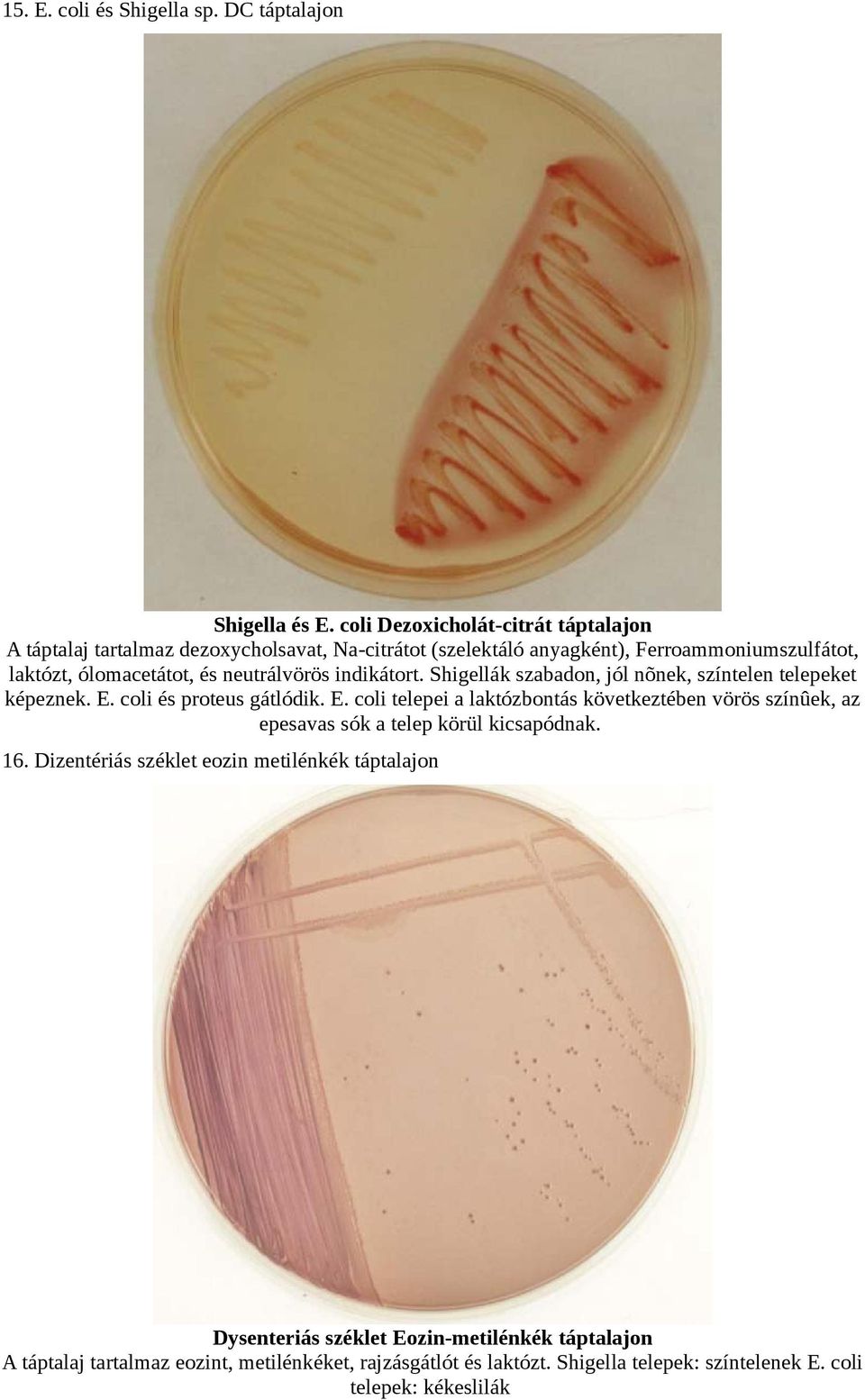 I/3 Lemez agar táptalaj: (bouillon, 1-3% agar-agar) - PDF Free Download