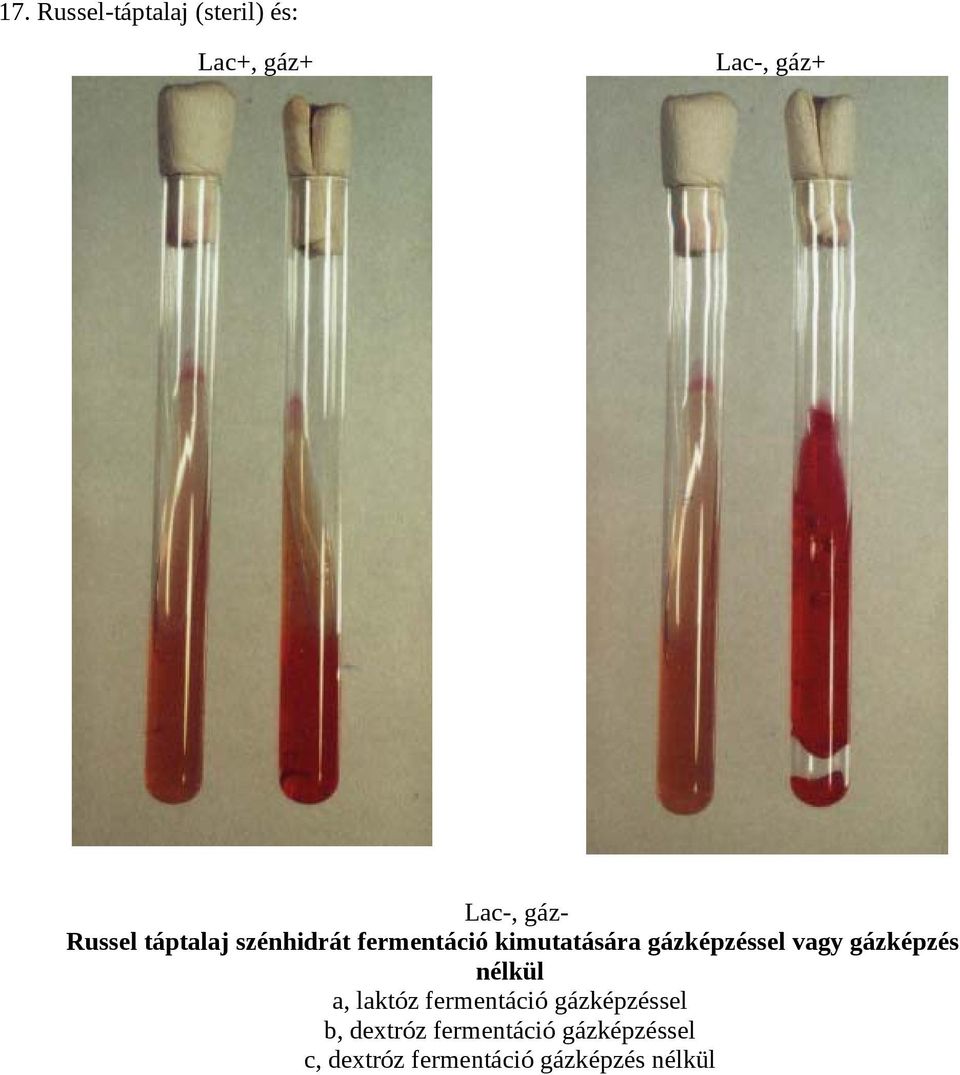 gázképzéssel vagy gázképzés nélkül a, laktóz fermentáció