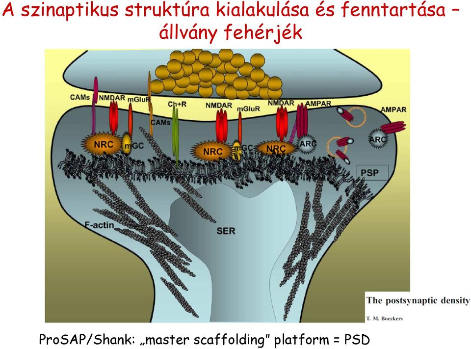 állvány fehérjék