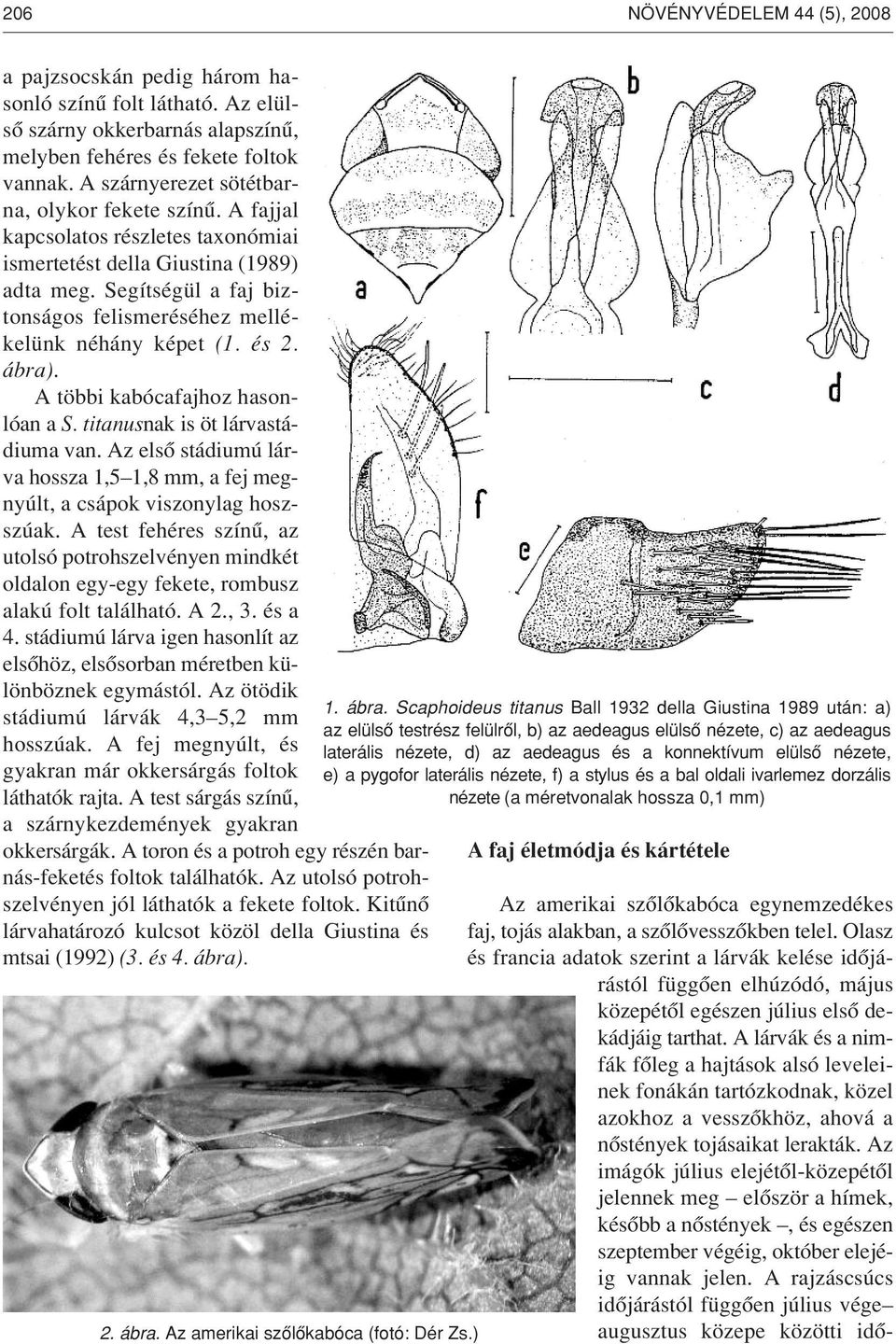 Segítségül a faj biztonságos felismeréséhez mellékelünk néhány képet (1. és 2. ábra). A többi kabócafajhoz hasonlóan a S. titanusnak is öt lárvastádiuma van.