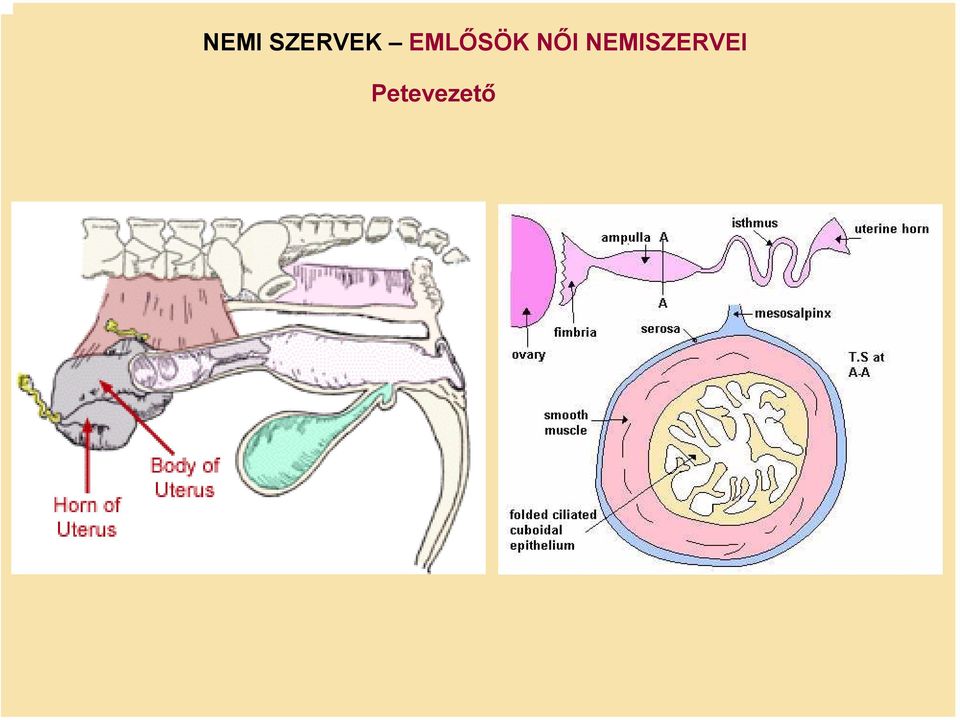 EMLŐSÖK NŐI