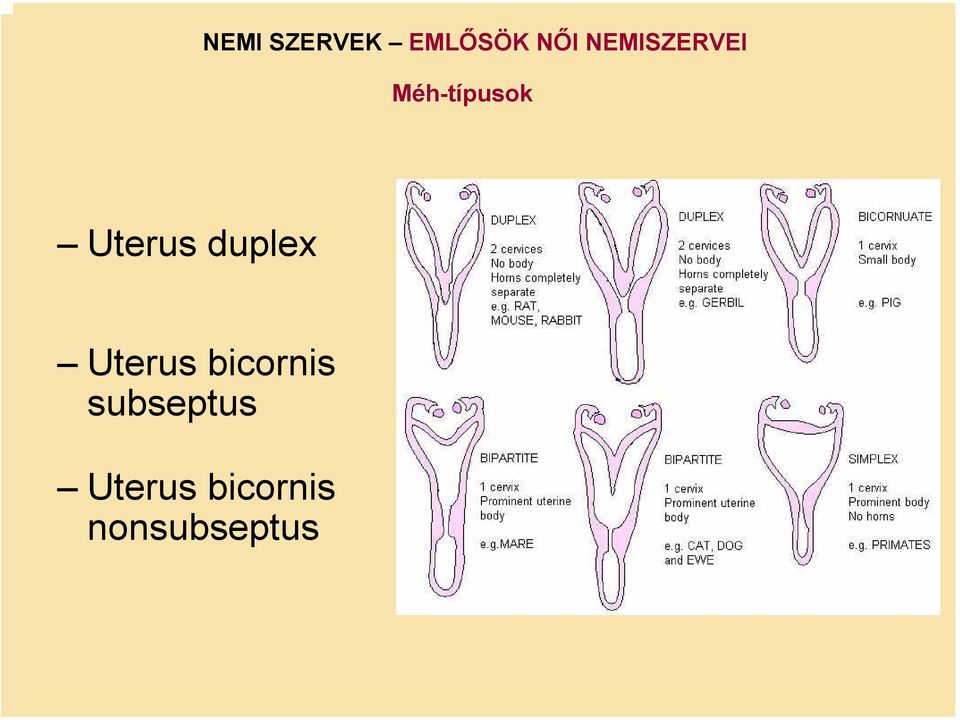 Uterus duplex Uterus bicornis