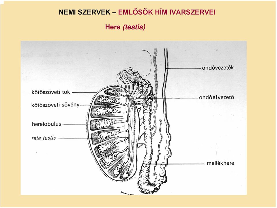 IVARSZERVEI