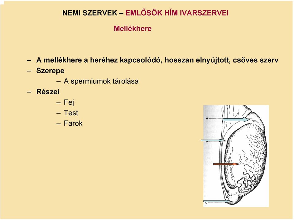 kapcsolódó, hosszan elnyújtott, csöves