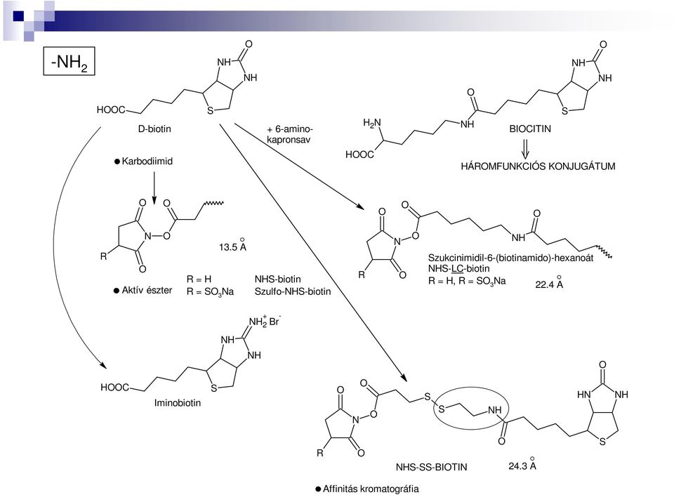 5 A R = H R = 3 a -biotin zulfo--biotin R