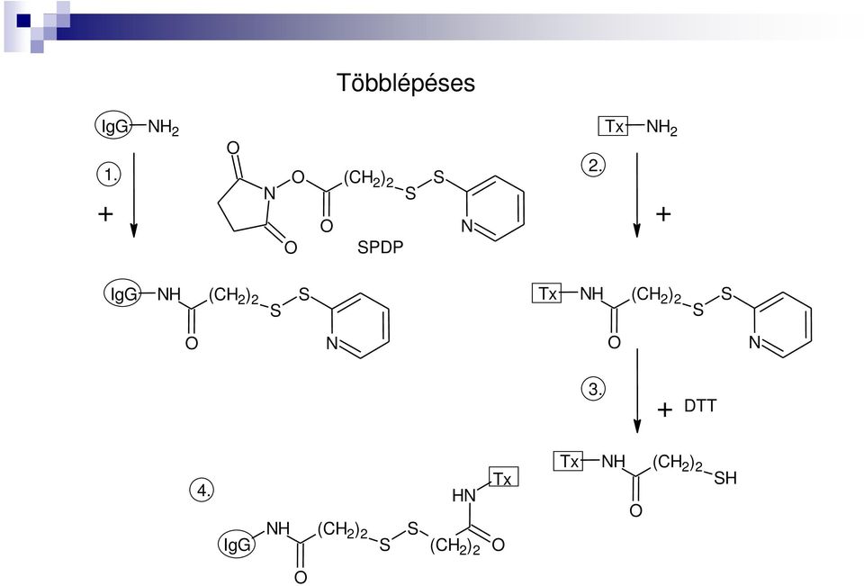 Tx 2 + IgG (CH 2 ) 2 Tx (CH 2 )