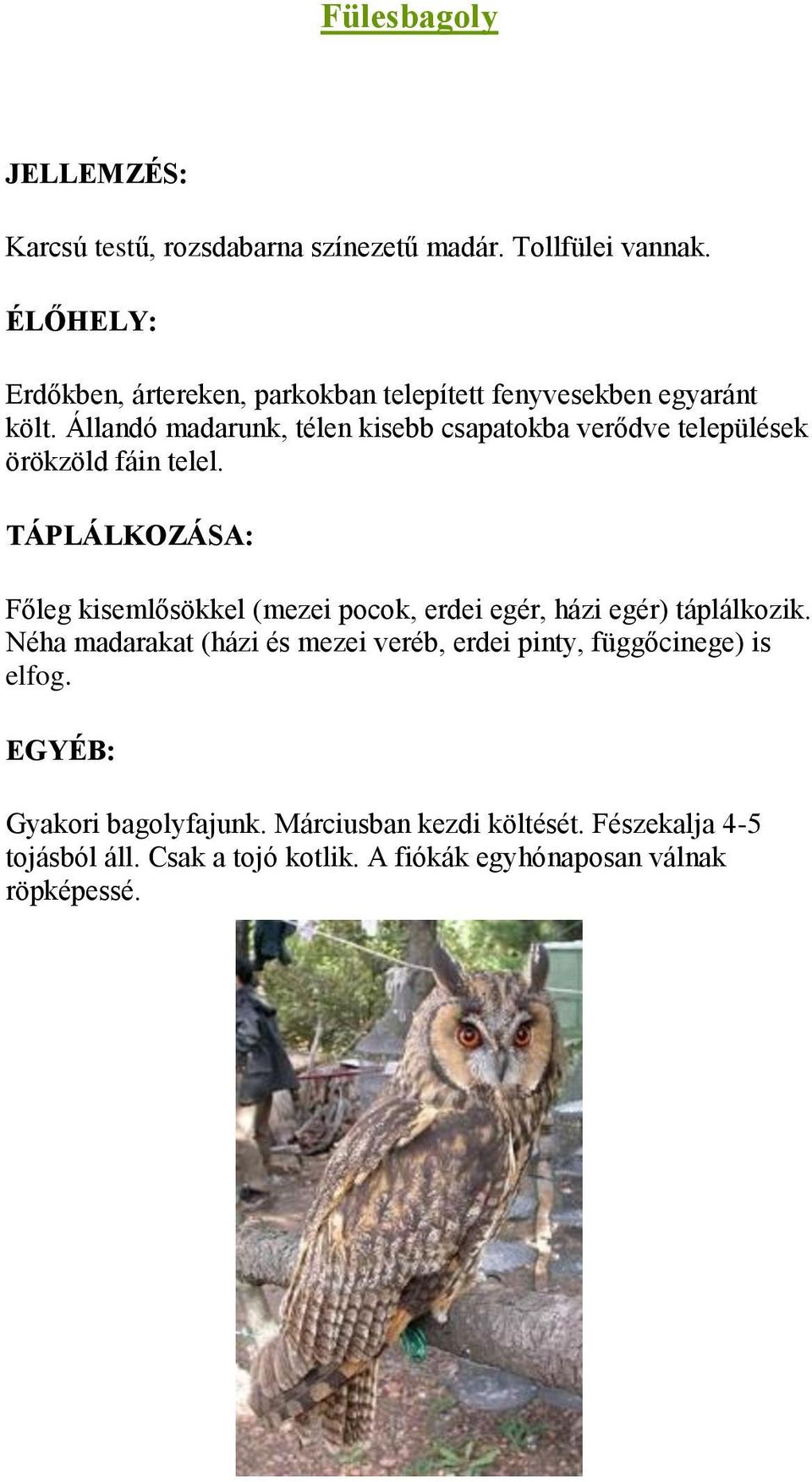 Állandó madarunk, télen kisebb csapatokba verődve települések örökzöld fáin telel.