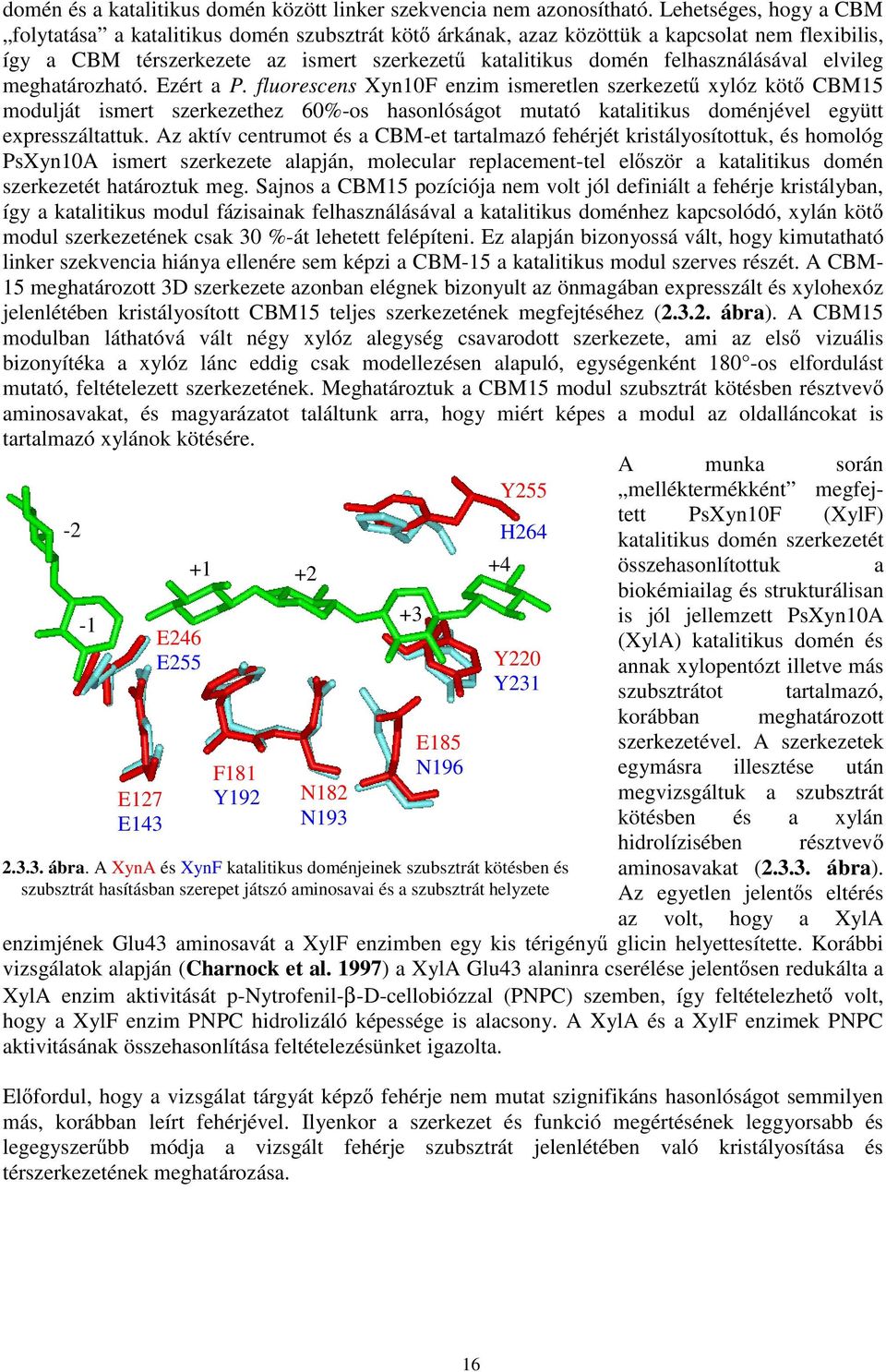 elvileg meghatározható. Ezért a P. fluorescens Xyn10F enzim ismeretlen szerkezet xylóz köt CBM15 modulját ismert szerkezethez 60%-os hasonlóságot mutató katalitikus doménjével együtt expresszáltattuk.