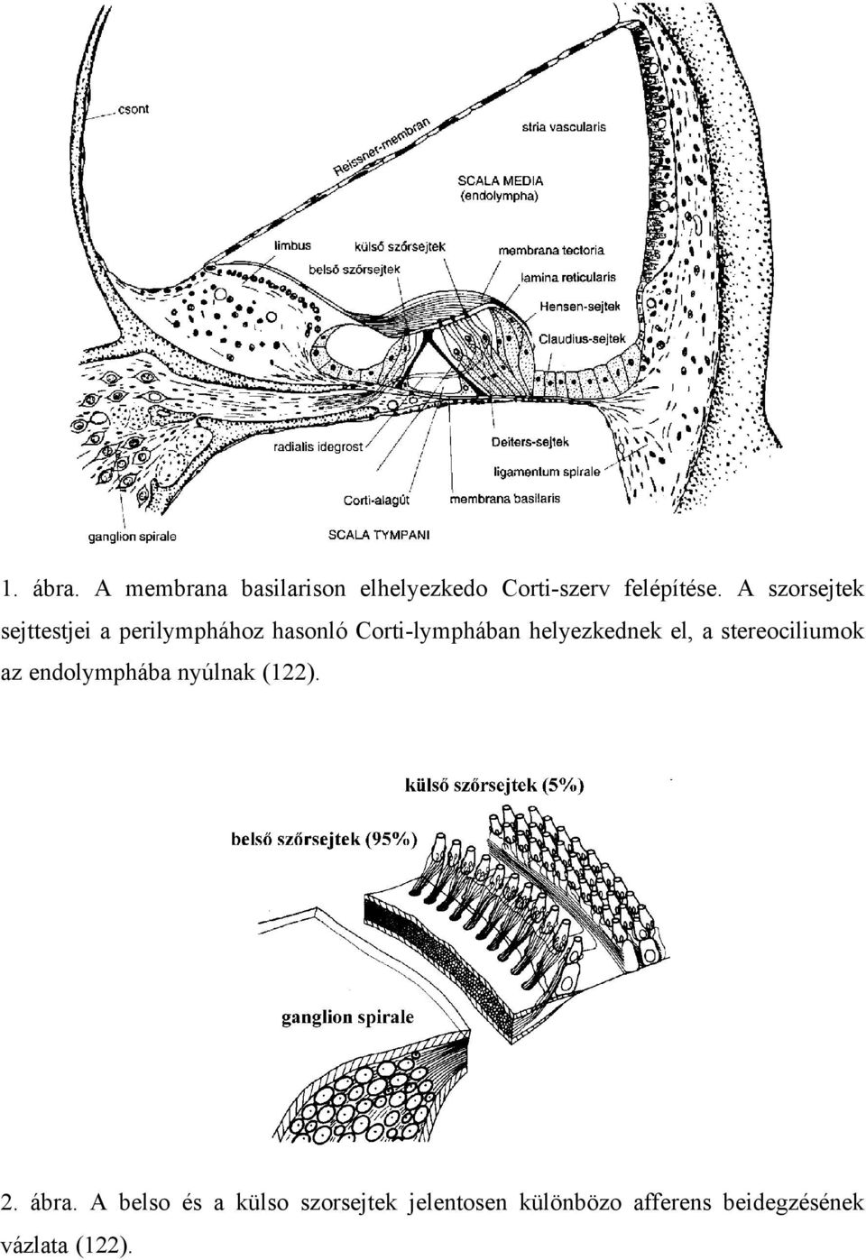 helyezkednek el, a stereociliumok az endolymphába nyúlnak (122). 2. ábra.