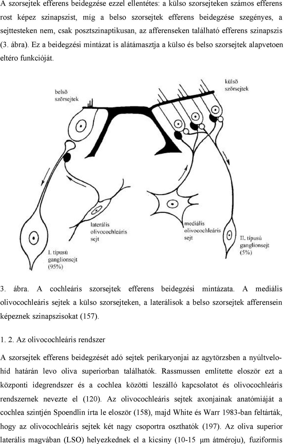 A mediális olivocochleáris sejtek a külso szorsejteken, a laterálisok a belso szorsejtek afferensein képeznek szinapszisokat (157). 1. 2.