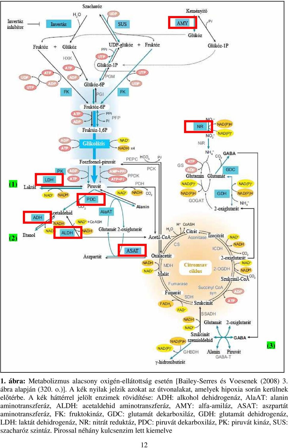 A kék háttérrel jelölt enzimek rövidítése: ADH: alkohol dehidrogenáz, AlaAT: alanin aminotranszferáz, ALDH: acetaldehid aminotranszferáz, AMY: alfa-amiláz,