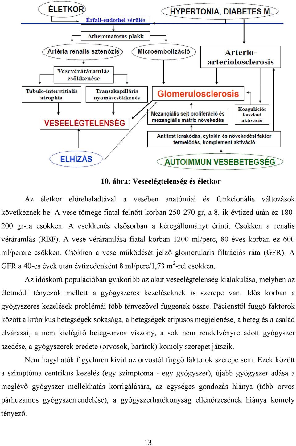 A vese véráramlása fiatal korban 1200 ml/perc, 80 éves korban ez 600 ml/percre csökken. Csökken a vese működését jelző glomerularis filtrációs ráta (GFR).