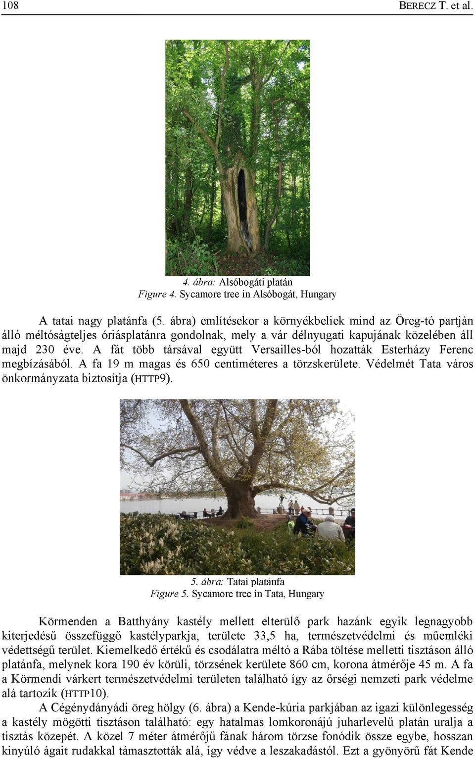 A fát több társával együtt Versailles-ból hozatták Esterházy Ferenc megbízásából. A fa 19 m magas és 650 centiméteres a törzskerülete. Védelmét Tata város önkormányzata biztosítja (HTTP9). 5.