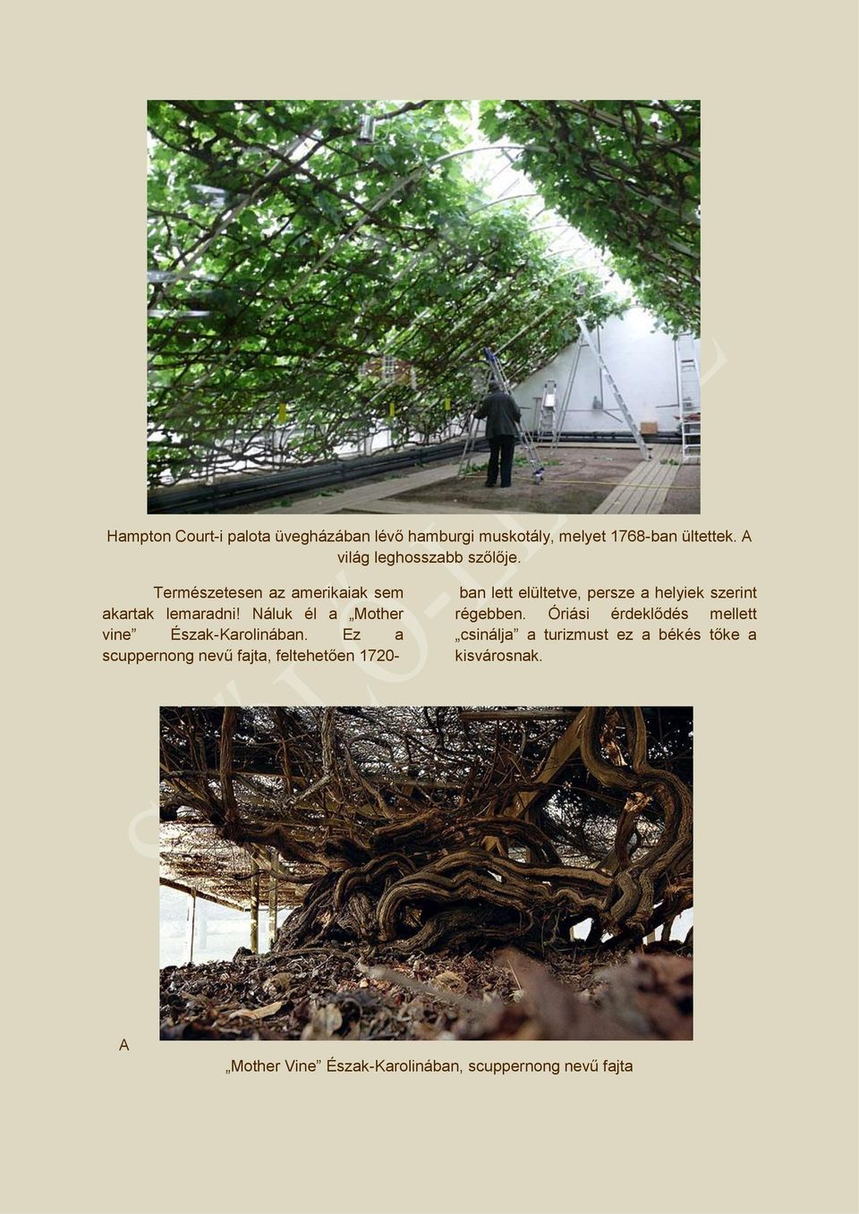 Náluk él a Mother vine Észak-Karolinában.