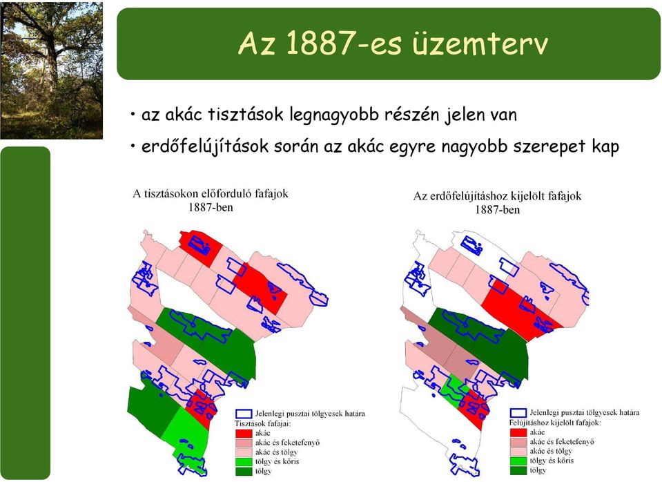 jelen van erdőfelújítások