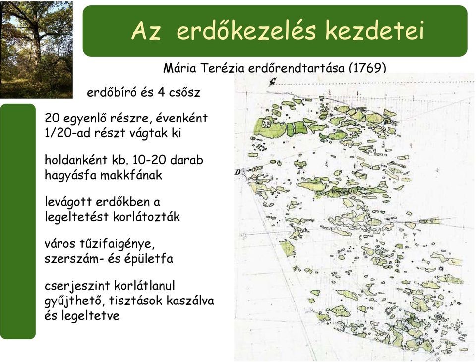 tűzifaigénye, szerszám- és épületfa cserjeszint korlátlanul gyűjthető, tisztások