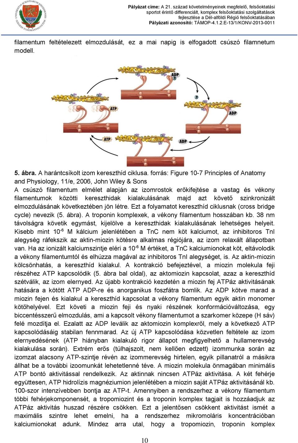 kereszthidak kialakulásának majd azt követő szinkronizált elmozdulásának következtében jön létre. Ezt a folyamatot kereszthíd ciklusnak (cross bridge cycle) nevezik (5. ábra).