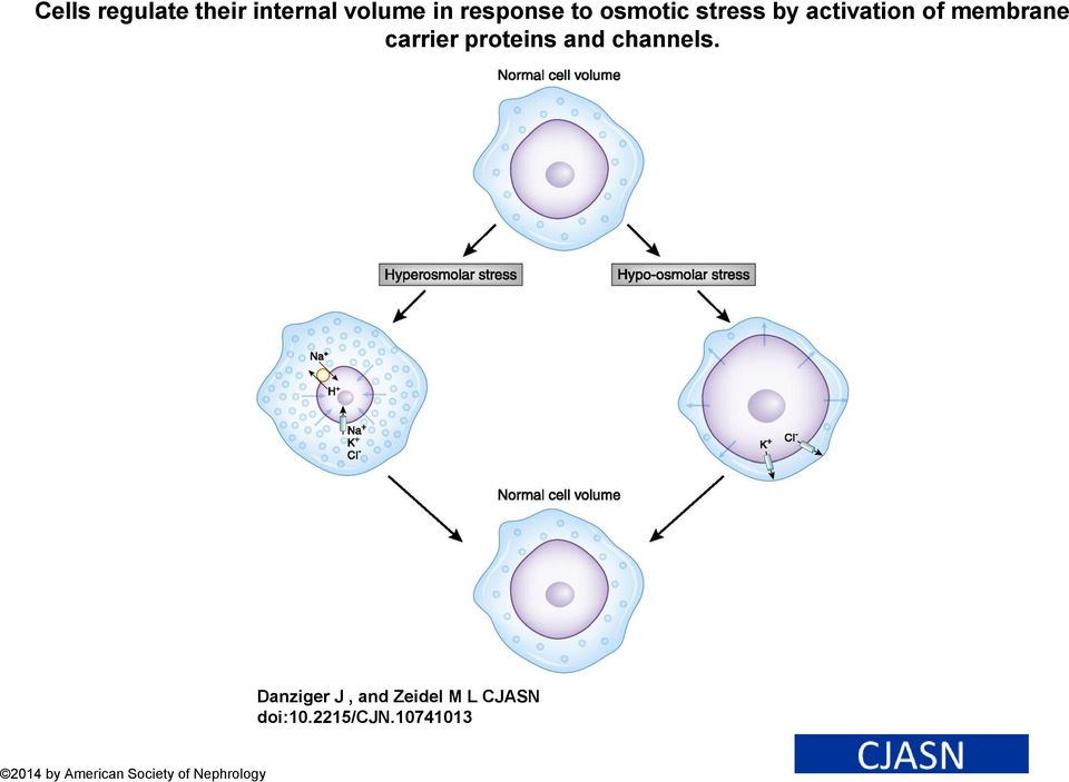 proteins and channels.