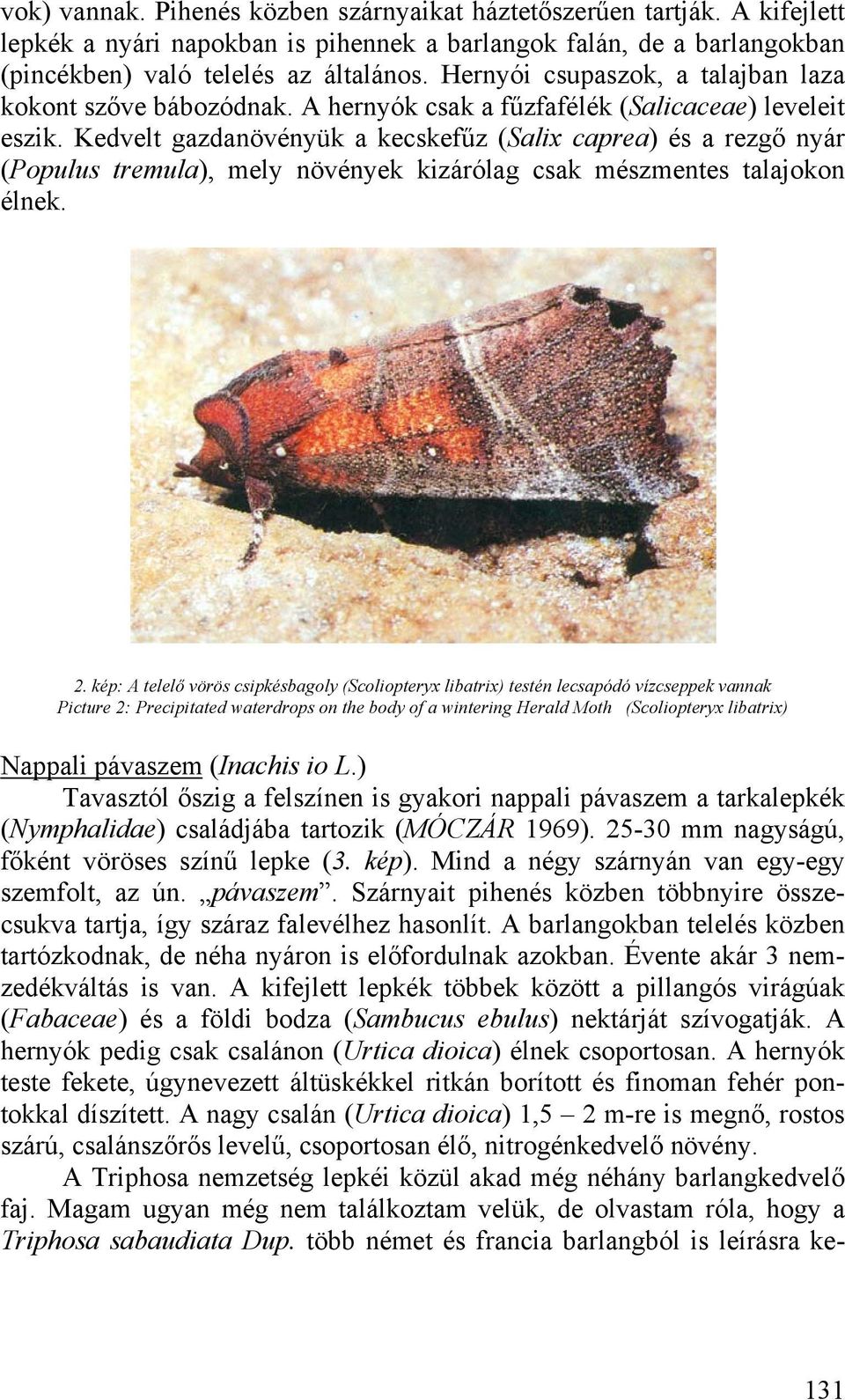 Kedvelt gazdanövényük a kecskefűz (Salix caprea) és a rezgő nyár (Populus tremula), mely növények kizárólag csak mészmentes talajokon élnek. 2.