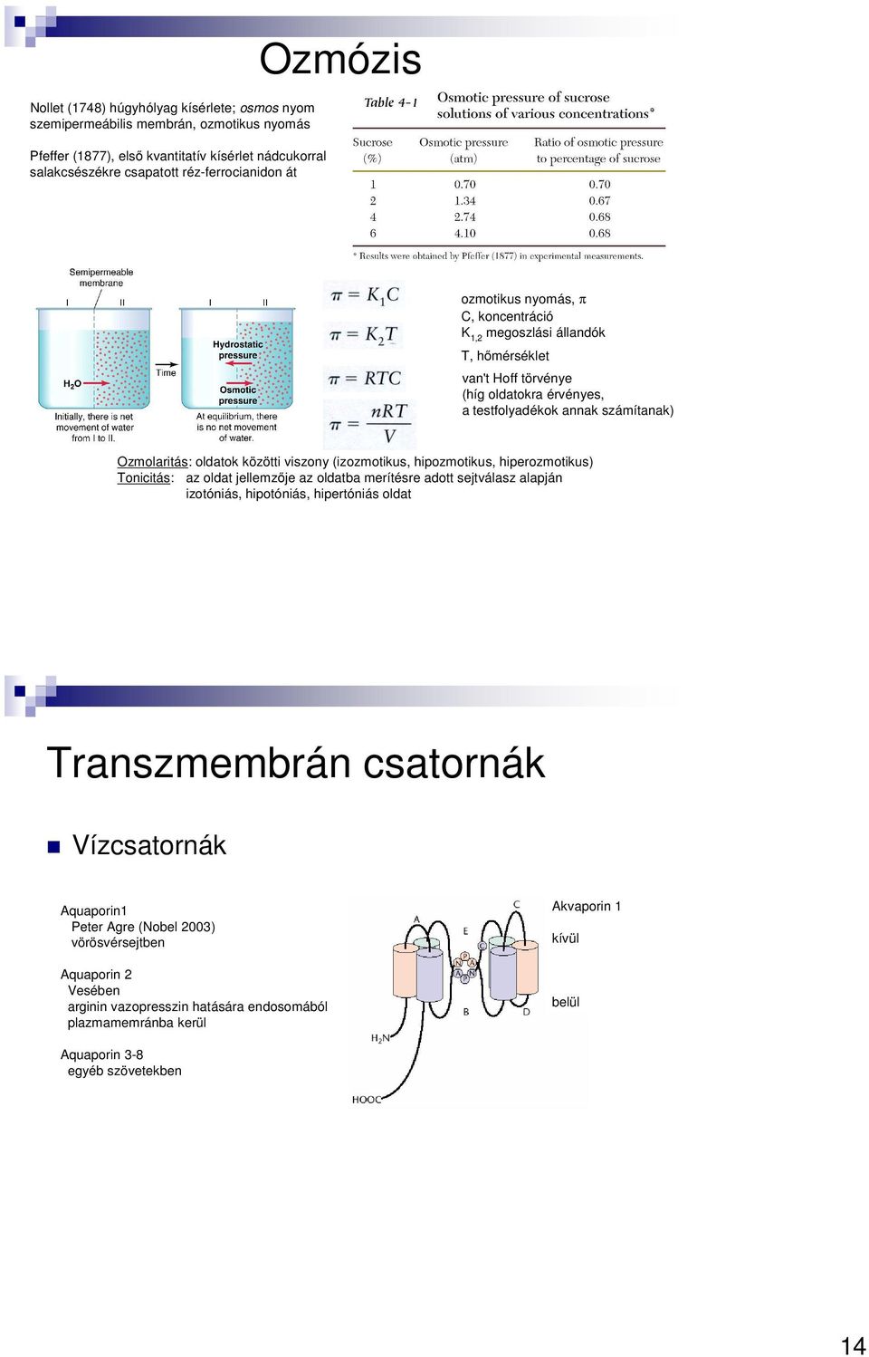 viszony (izozmotikus, hipozmotikus, hiperozmotikus) Tonicitás: az oldat jellemzője az oldatba merítésre adott sejtválasz alapján izotóniás, hipotóniás, hipertóniás oldat Transzmembrán csatornák