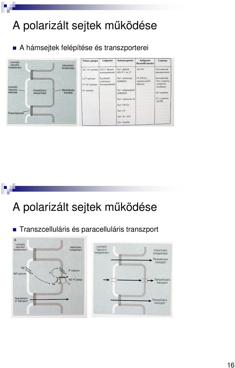 transzporterei A polarizált sejtek