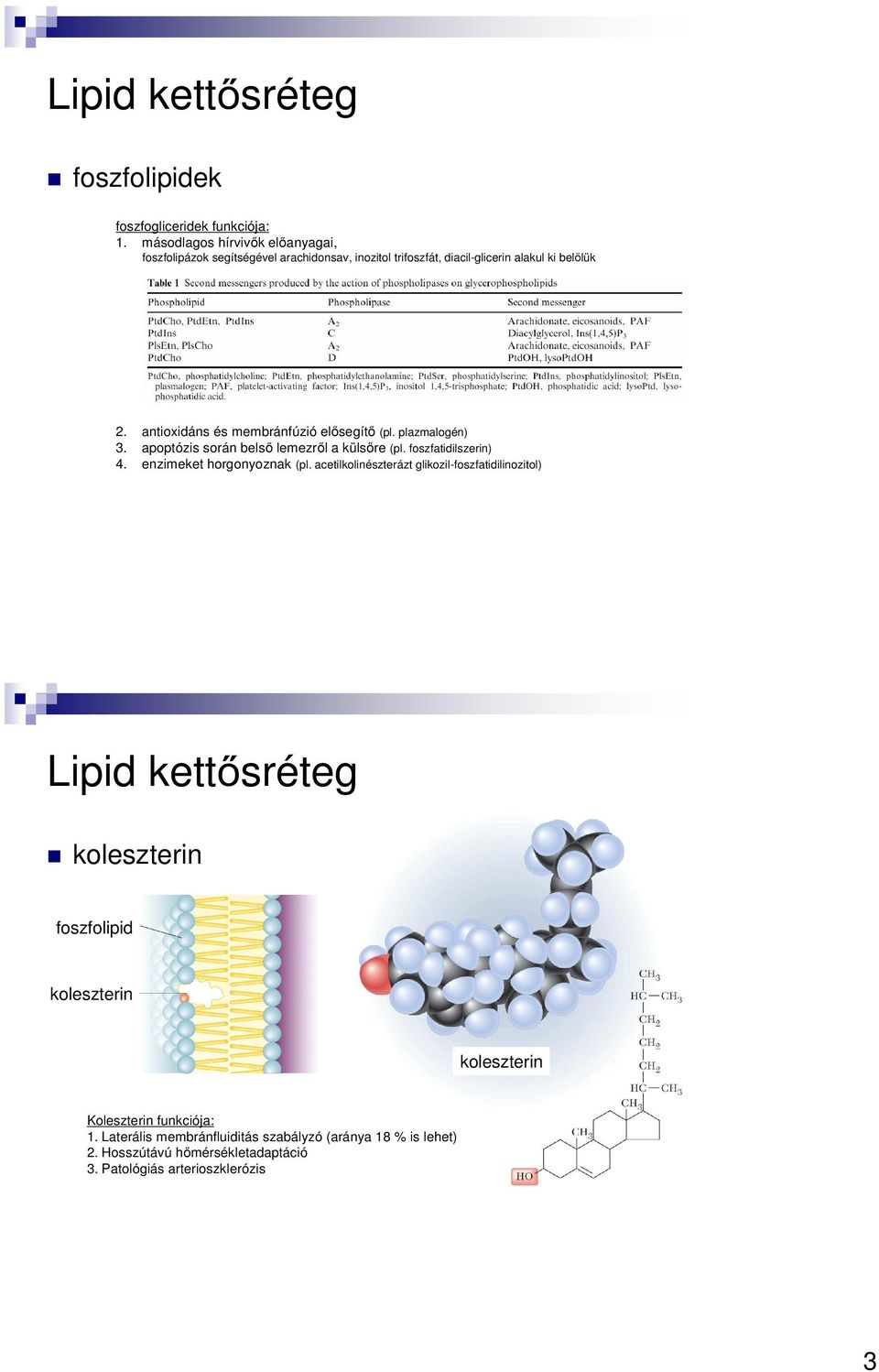 antioxidáns és membránfúzió elősegítő (pl. plazmalogén) 3. apoptózis során belső lemezről a külsőre (pl. foszfatidilszerin) 4. enzimeket horgonyoznak (pl.