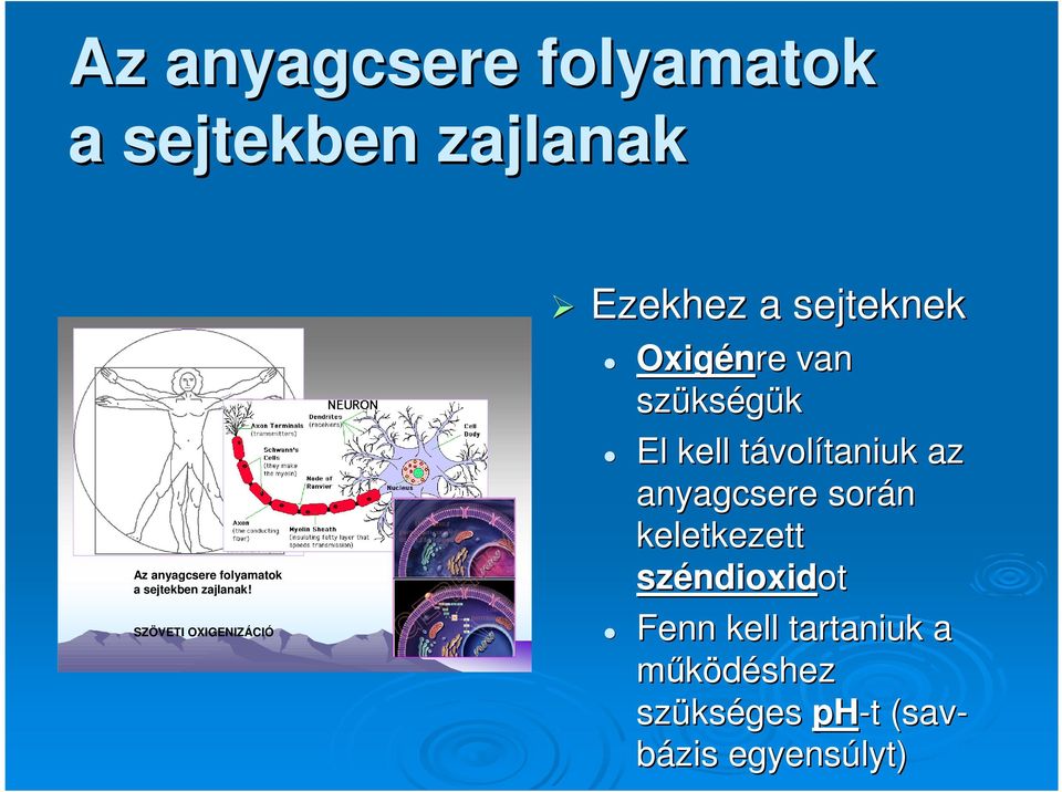 SZÖVETI OXIGENIZÁCIÓ Ezekhez a sejteknek Oxigénre van szüks kségük El kell