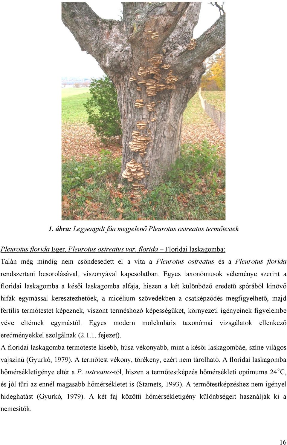Egyes taxonómusok véleménye szerint a floridai laskagomba a késői laskagomba alfaja, hiszen a két különböző eredetű spórából kinövő hifák egymással keresztezhetőek, a micélium szövedékben a