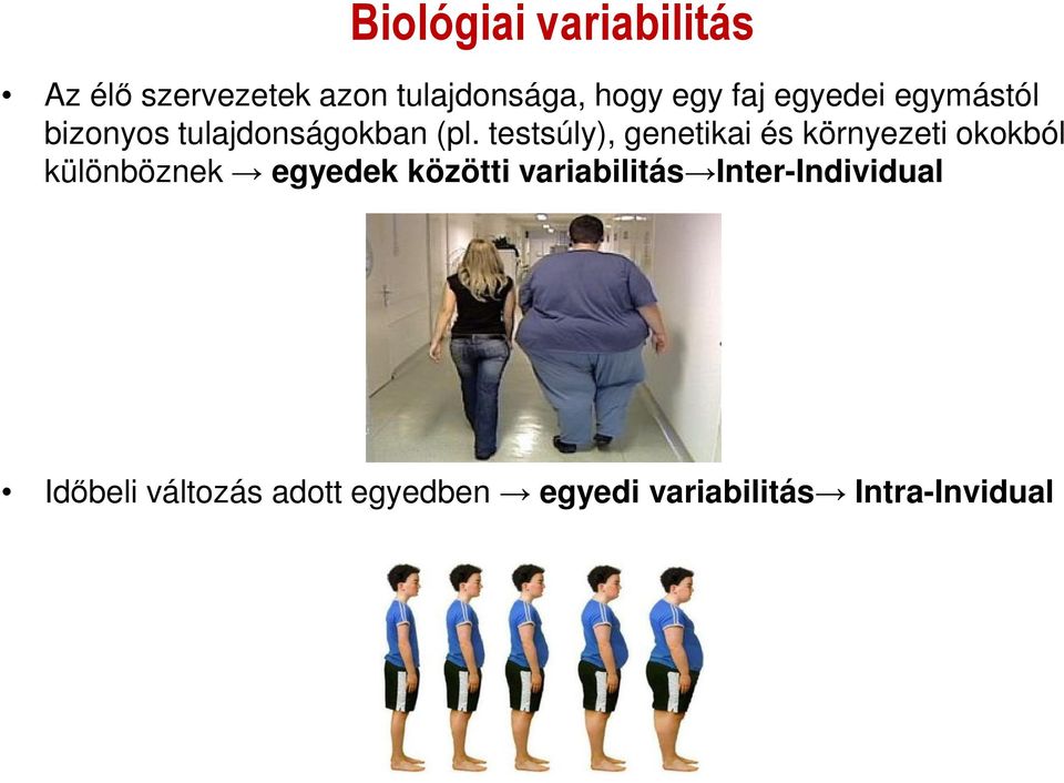 testsúly), genetikai és környezeti okokból különböznek egyedek közötti