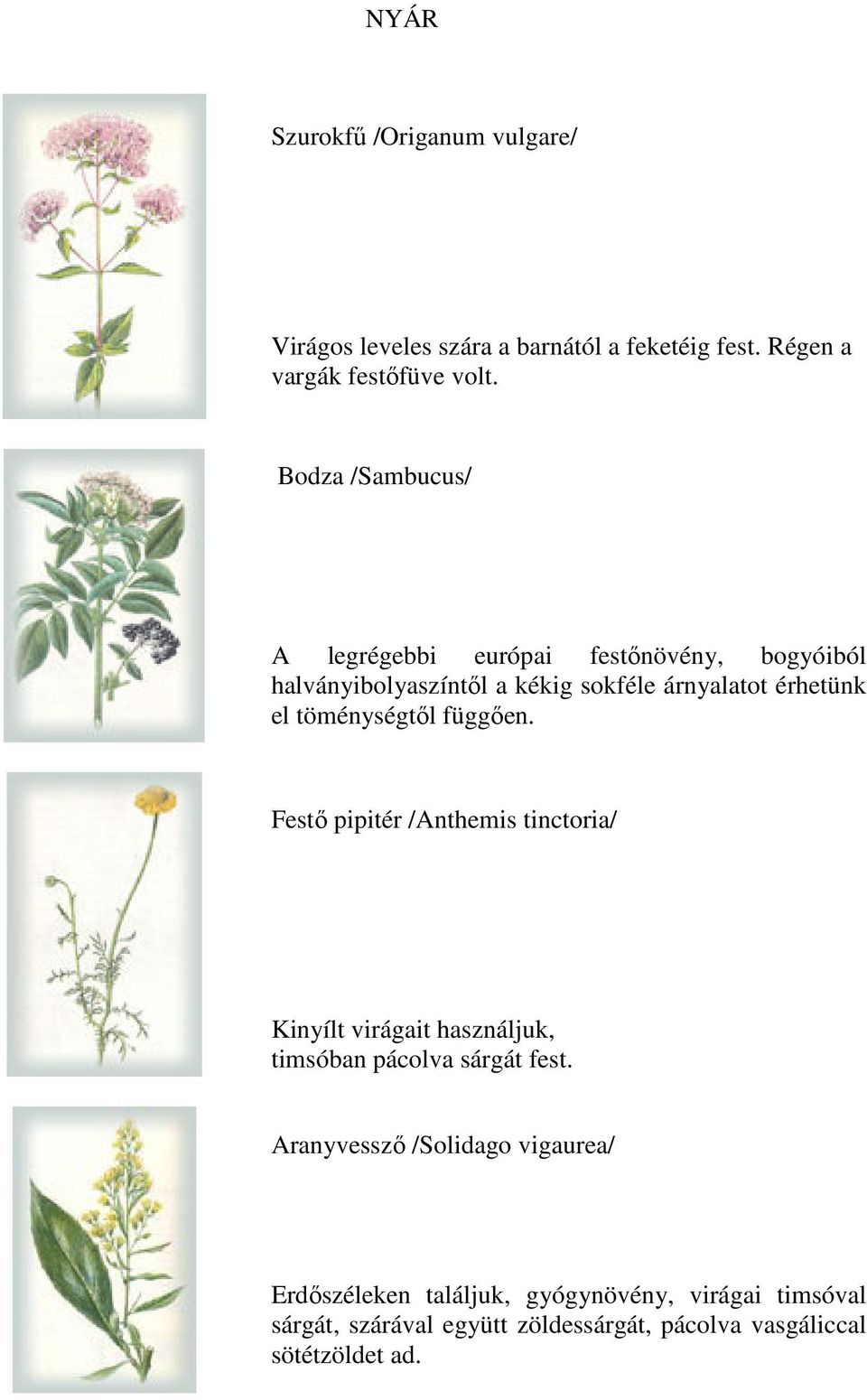 töménységtől függően. Festő pipitér /Anthemis tinctoria/ Kinyílt virágait használjuk, timsóban pácolva sárgát fest.