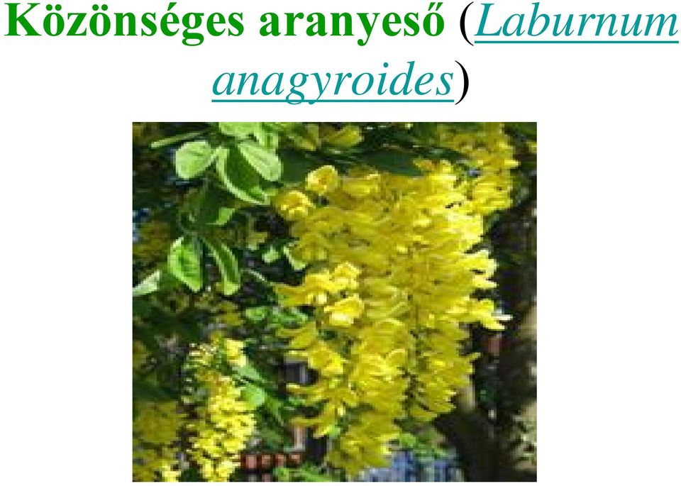 (Laburnum