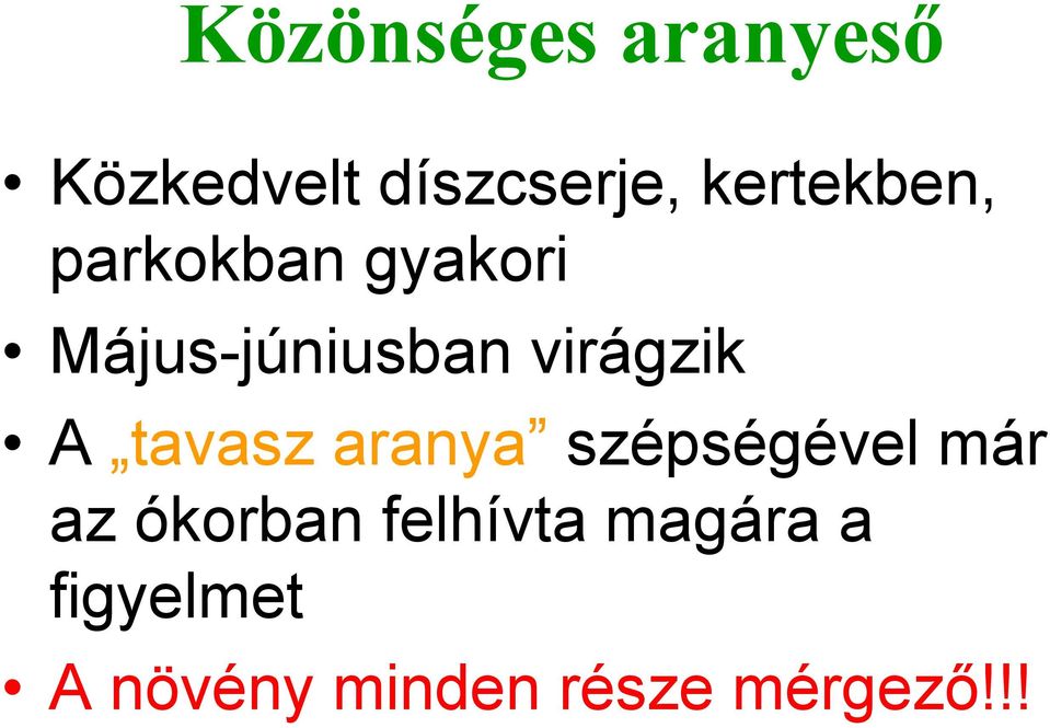 virágzik A tavasz aranya szépségével már az