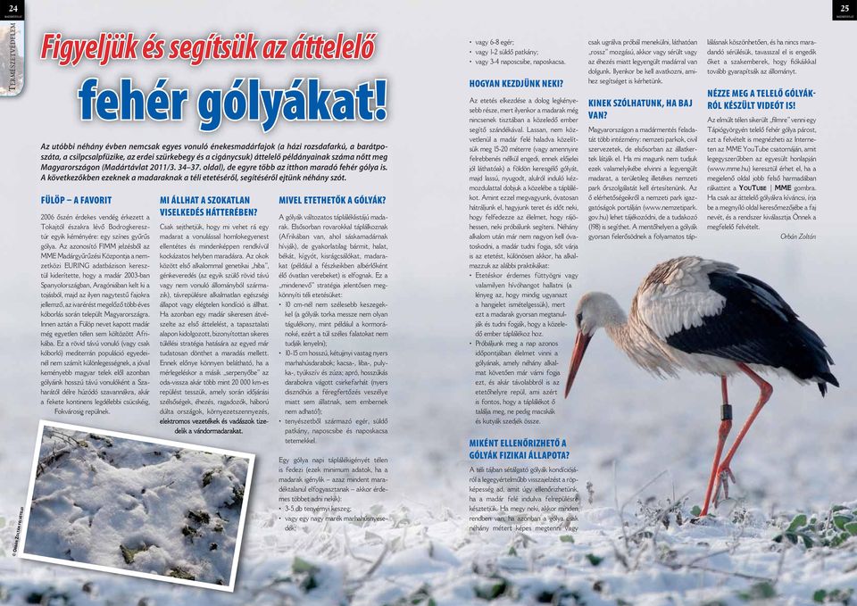 gyarországon (Madártávlat 2011/3. 34 37. oldal), de egyre több az itthon maradó fehér gólya is. A következőkben ezeknek a madaraknak a téli etetéséről, segítéséről ejtünk néhány szót.