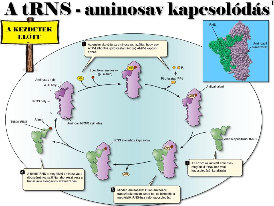 alanin) P i Pirofoszfát (PP i ) Aktivált alanin trns hely Töltött trns Alanin Aminoacil-tRNS szintetáz trns alaninhoz kapcsolva Alanin-specifikus trns A töltött trns a