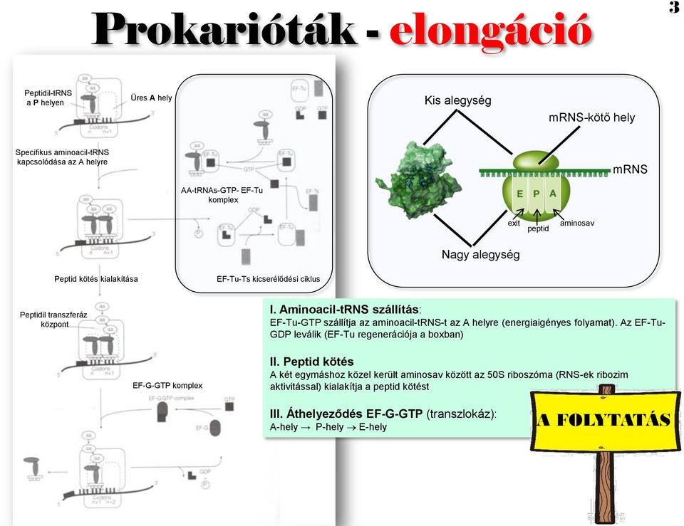 Aminoacil-tRNS szállítás: EF-Tu-GTP szállítja az aminoacil-trns-t az A helyre (energiaigényes folyamat). Az EF-Tu- GDP leválik (EF-Tu regenerációja a boxban) II.