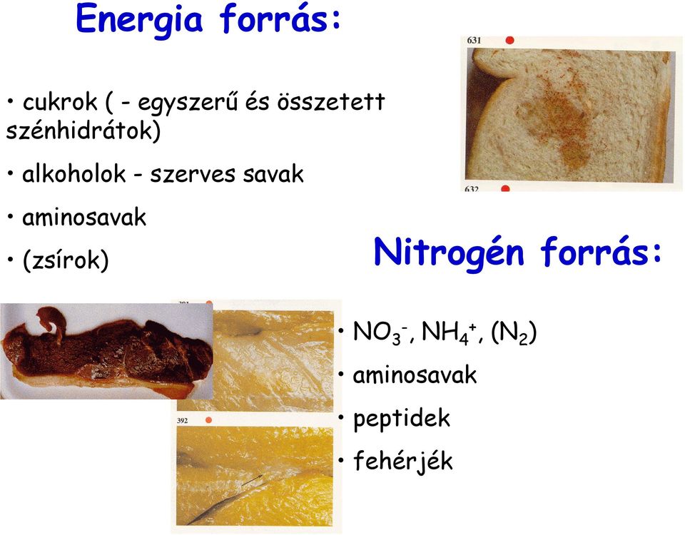 savak aminosavak (zsírok).