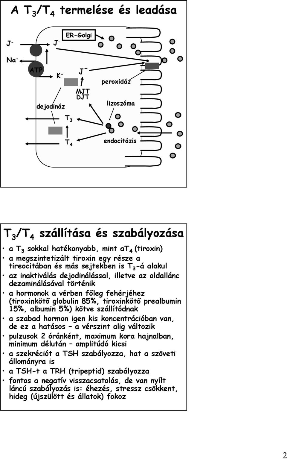 fehérjéhez (tiroxinkötı globulin 85%, tiroxinkötı prealbumin 15%, albumin 5%) kötve szállítódnak a szabad hormon igen kis koncentrációban van, de ez a hatásos a vérszint alig változik pulzusok 2