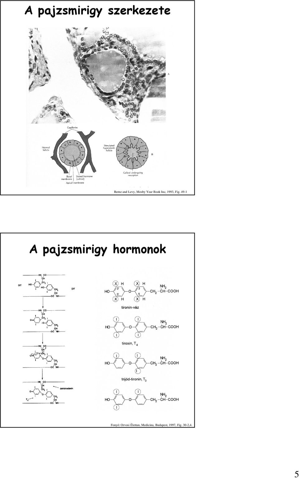 49-1 A pajzsmirigy hormonok Fonyó: