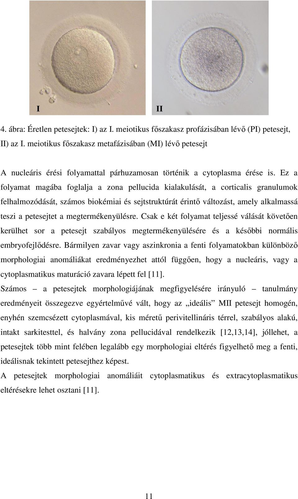 Ez a folyamat magába foglalja a zona pellucida kialakulását, a corticalis granulumok felhalmozódását, számos biokémiai és sejtstruktúrát érintő változást, amely alkalmassá teszi a petesejtet a