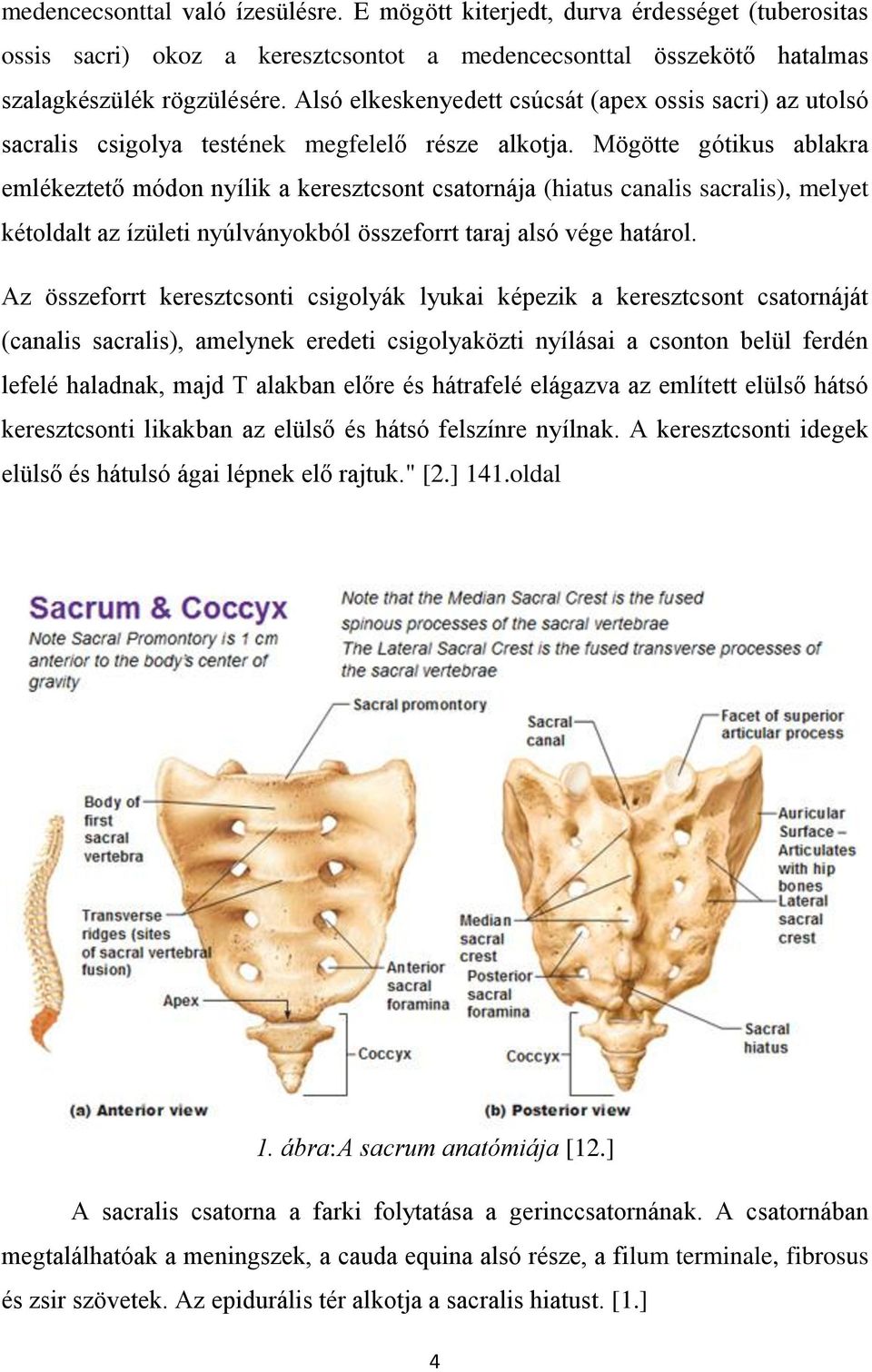 Mögötte gótikus ablakra emlékeztető módon nyílik a keresztcsont csatornája (hiatus canalis sacralis), melyet kétoldalt az ízületi nyúlványokból összeforrt taraj alsó vége határol.