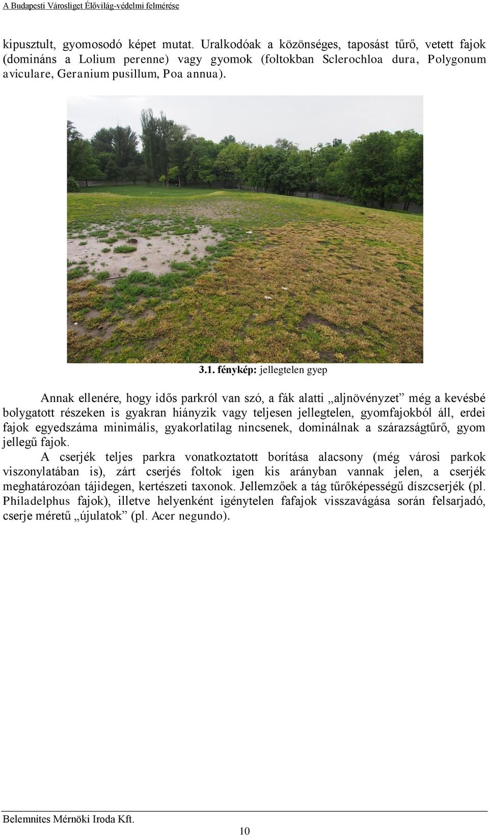 fénykép: jellegtelen gyep Annak ellenére, hogy idős parkról van szó, a fák alatti aljnövényzet még a kevésbé bolygatott részeken is gyakran hiányzik vagy teljesen jellegtelen, gyomfajokból áll, erdei