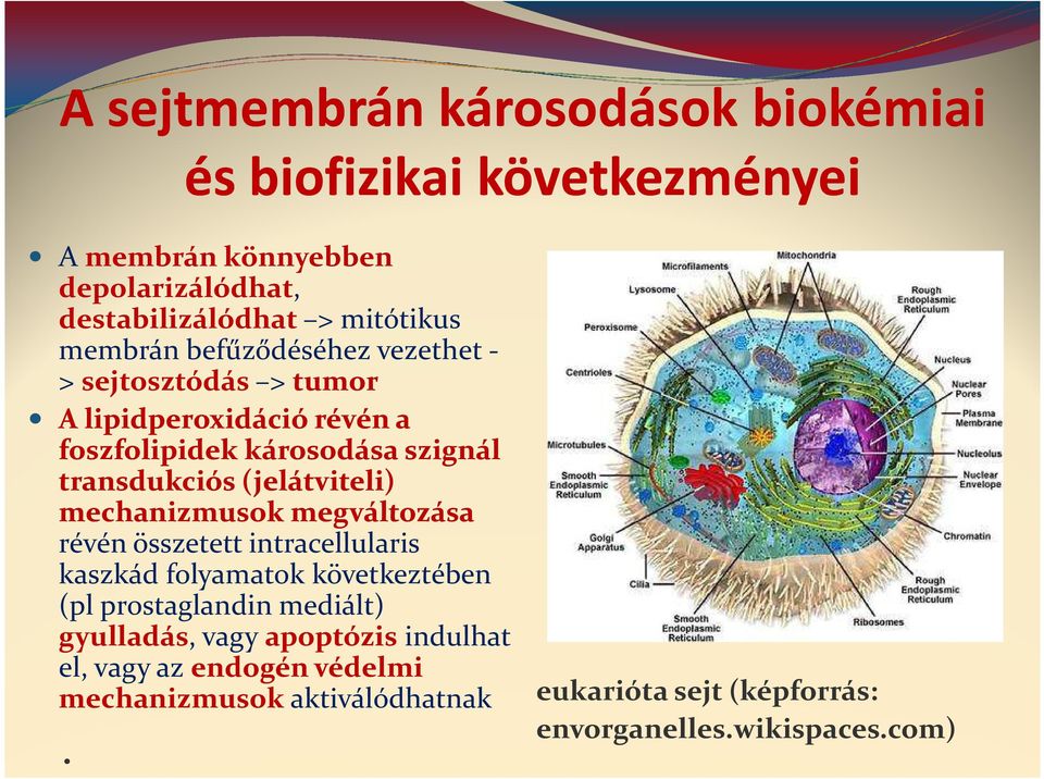 transdukciós(jelátviteli) mechanizmusok megváltozása révén összetett intracellularis kaszkád folyamatok következtében (pl prostaglandin