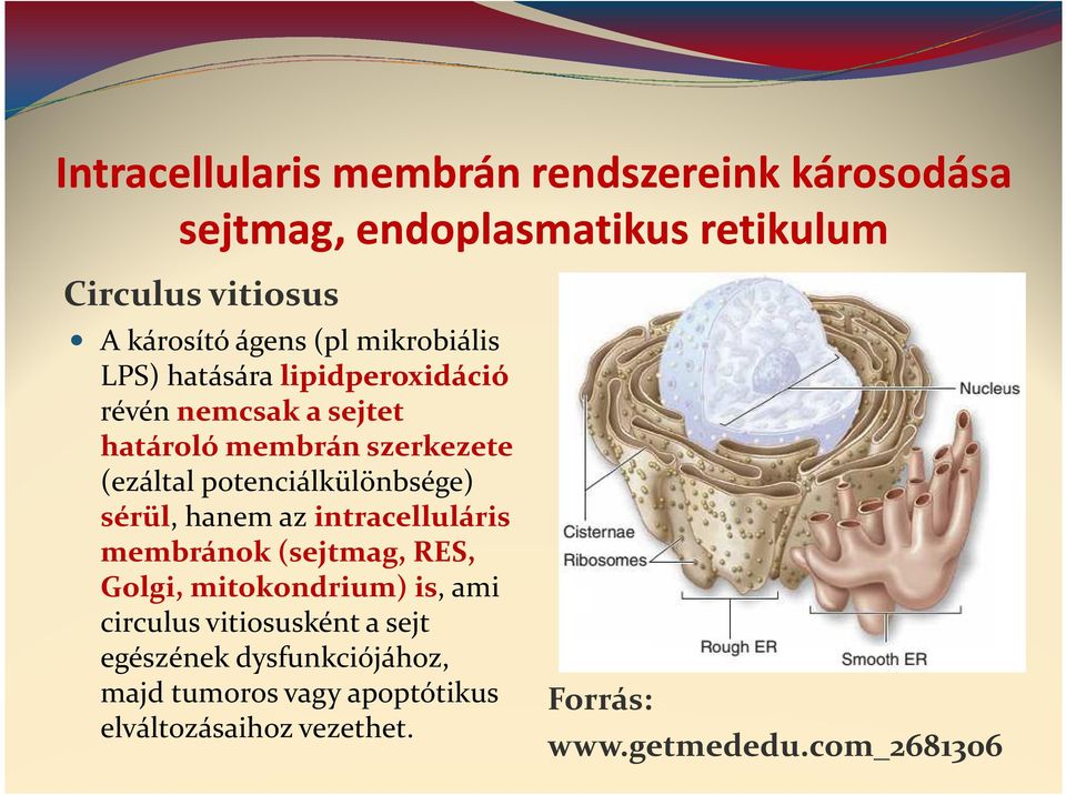 potenciálkülönbsége) sérül, hanem az intracelluláris membránok (sejtmag, RES, Golgi, mitokondrium) is, ami circulus