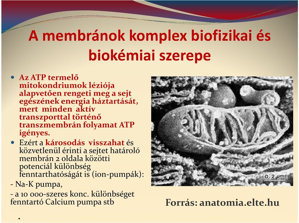 Ezért a károsodás visszahat és közvetlenül érinti a sejtet határoló membrán 2 oldala közötti potenciál különbség